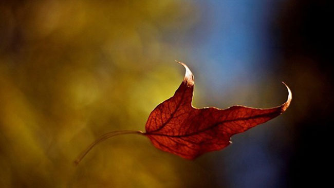 Herfst en de energie van de longen - uitgelichte afbeelding - Yvonne Alefs