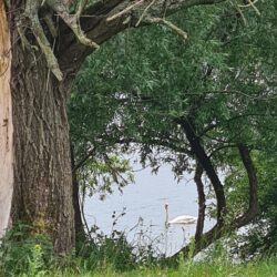 Qigong Natuurweekend Bommelerwaard Vogels