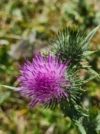 Distel