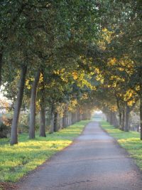 Laan met bomen